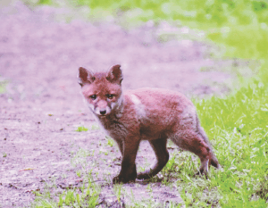 foto5 fuchswelpe