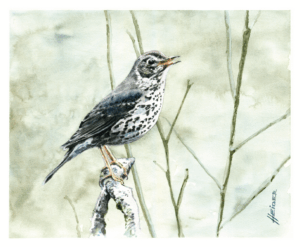 malerei10 singdrossel