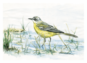 malerei4 schafstelze